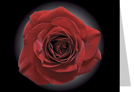 Red Rose Flower Note Card - June