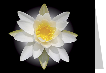 White Water Lily Flower Note Card - July